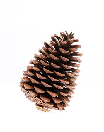 Vorschaubild Pinus pinaster